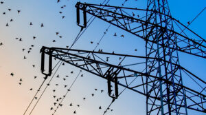 Startled starlings fly from a high-voltage pylon.