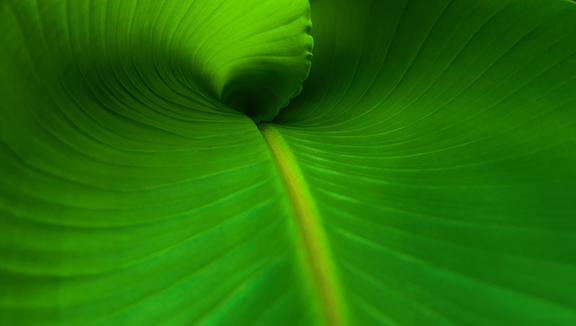 Banana Leaf Close Up