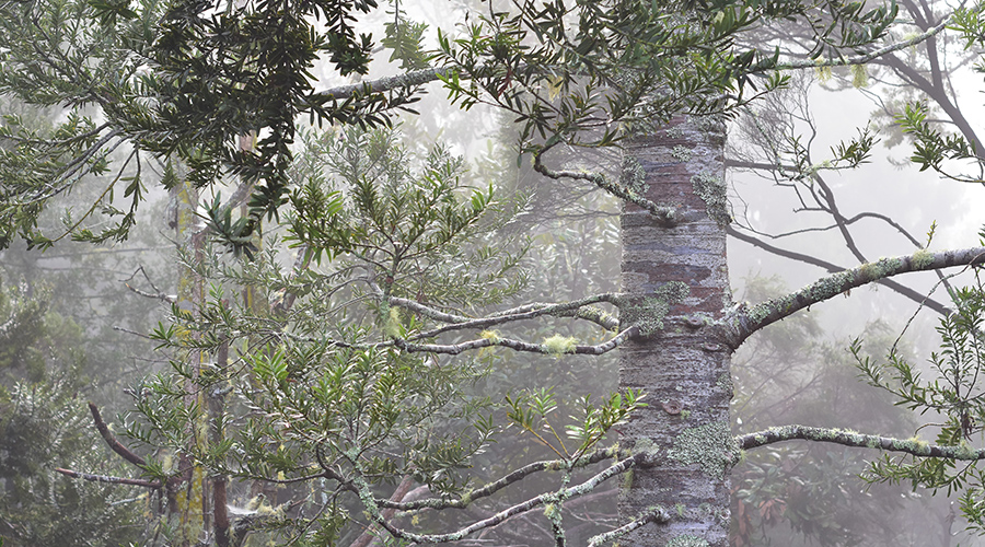 A decorative picture of Kauri trees growin in New Zeeland.